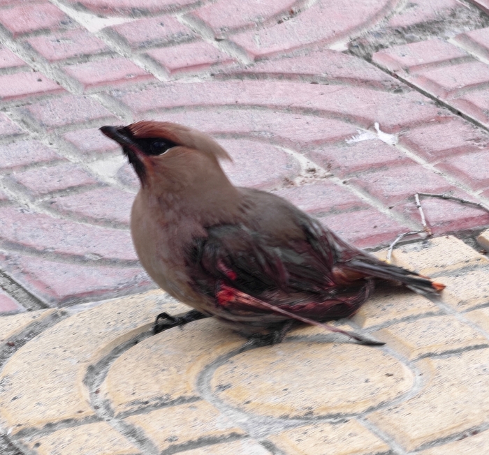 mmexport1775484713641