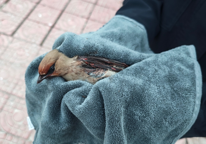 mmexport1775484719211